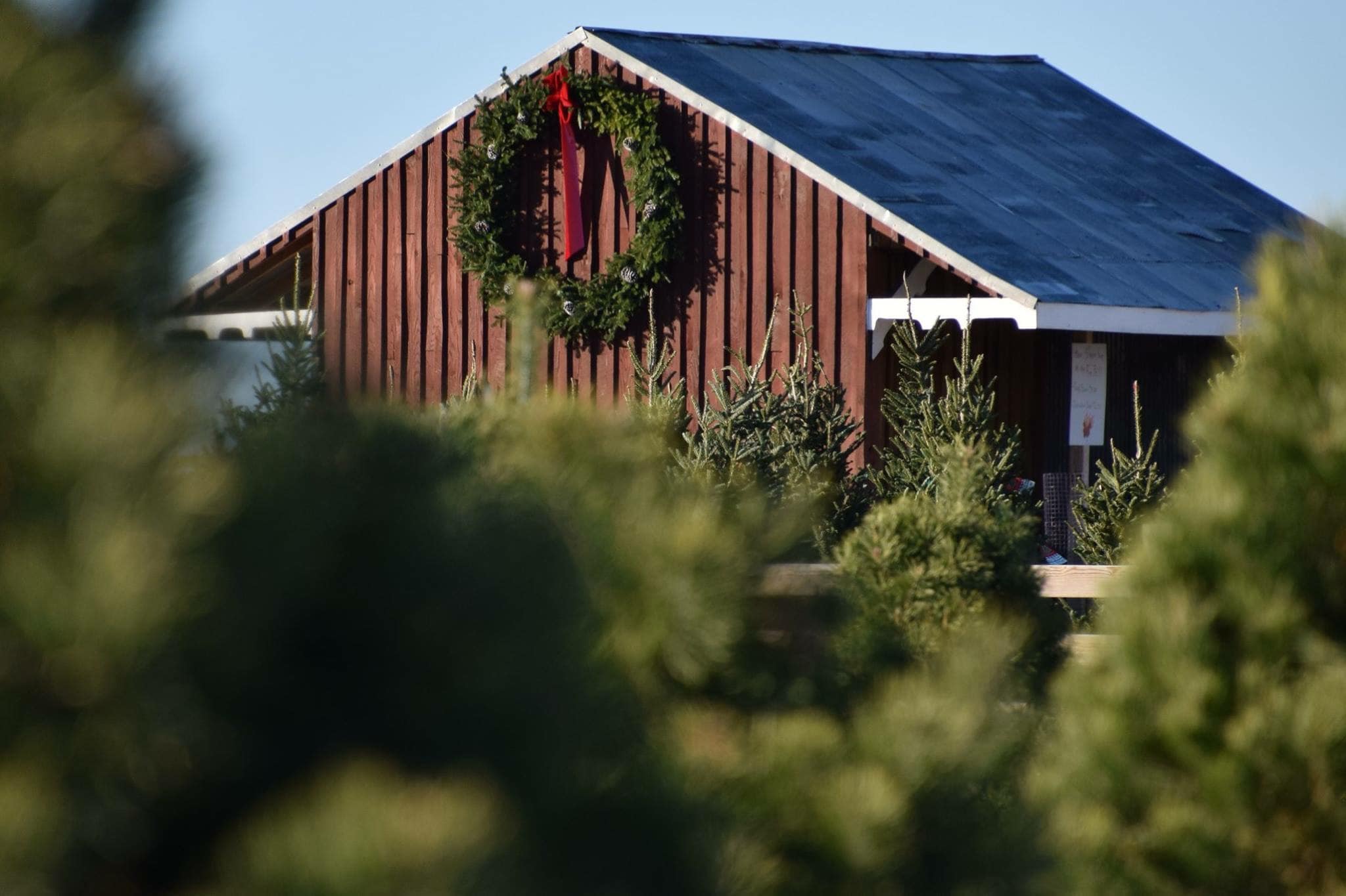 Christmas Tree Farms | Decorate Seasonally in Downstate